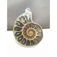 Fashion Ammonite Charm Pendant 18K Long Necklace Jewelry