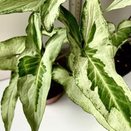 Sygonium 3 kings (rare plant)