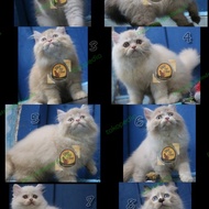 Terbaru Kucing Anggora Persia Himalaya Ragdoll Munchkin Peaknose