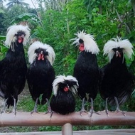 ayam poland white creasted bantam anakan