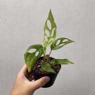 Tanaman Hias Monstera Adansonii Variegata | Janda Bolong Varigata