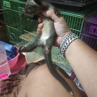 musang pandan jumbo ekor putih