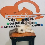 kucing Persia anggora Himalaya Munchkin flatnose peaknose lucu