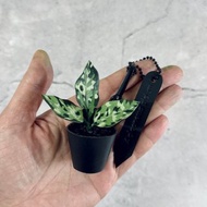 皮革製 迷彩粗肋草吊飾_送禮/收藏