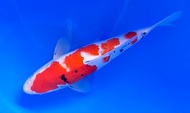 IKAN KOI IMPORT TOSAI SANKE 32CM SFF