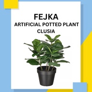 FEJKA Artificial Potted Plant ( Clusia, 12 cm )