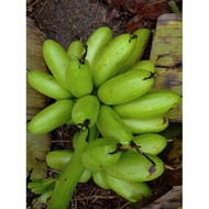 Anak pokok pisang EMAS-15cm tinggi