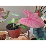 caladium sexy pink menawan