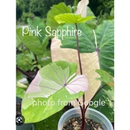 Colocasia Pink Sapphire