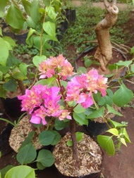 Bougenville Tumpuk Hawai Pink Original Stek Batang