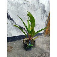 tanaman hias anthurium / ANTHURIUM