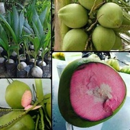 Bibit Kelapa wulung / Kelapa pink Hibrida Genjah {cod}