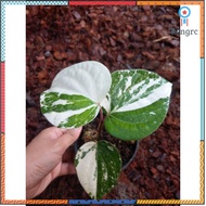 พริกไทยด่าง Piper nigrum Variegated ยอดขายดีอันดับหนึ่ง