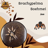 tarantula brachypelma boehmei juve