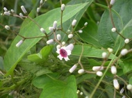 [Chỉ giao miền Nam 1-2 ngày tới] 1kg thân lá Mơ Lông rừng tươi đóng gói hút ẩm đảm bảo tươi nguyên