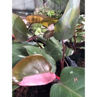 ฟิโล พิ้ง ปริ้นเซท philodendron pink princessต้นใหญ่ ส่งตะกร้า