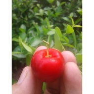 Terlaris bibit sianci manis/ceri vietnam