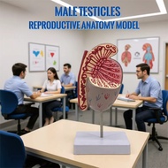 Reproductive and urinary system model, testicle anatomy model, testicle structure model, male genita