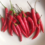 Biji Benih Cili Api Merah Cili Padi