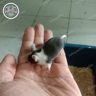 MENCIT JEPANG / TIKUS PUTIH / TIKUS BELANG