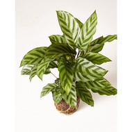 Factory price 【COD】10pcs Rare Calathea Seeds Air Freshening Plants Seeds #SW10