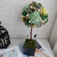 不凋繡球花球樹盆花【蓊鬱之森】開幕禮/新居/名片座/客製化