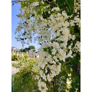 Keratan dan pokok bunga wangi menjalar porana volubilis @ snow vine kegemaran kelulut