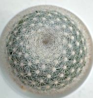 กระบองเพชร Mammillaria Candida snow ball แมมแคนดิด้า สโนว์บอล ต้นใหญ่ อ้วนกลม