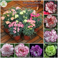 [Fast Germination] Carnation Flower Seeds for Planting (200 seeds/bag, Easy To Grow In Malaysia) | Flower Seeds for Gardening Bonsai Tree Live Plant Seed Flowering Indoor Potted Plants Outdoor Real Air Plant Garden Decoration Items Biji Benih Pokok Bunga