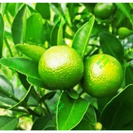 Live Plant Calamansi Plant Anak Pokok Limau Kasturi / LIMAU NIPIS (Citrus microcarpa)