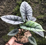 bibit bonggol alokasi regina / alocasia regina murah