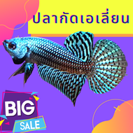 ปลากัดลายไทย มาใหม่ Betta กัดเอเลี่ยน เกรดสวยๆ ชาย 1 ตัว ส่งด่วน รับประกันสินค้า100%