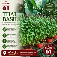 [Paling Horticulture Sdn Bhd] Thai Basil 九層塔树苗 | Pokok Thai Basil Herba | Real Live Herb Plant | Tha