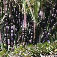 Bibit Tebu hitam/tebu ireng