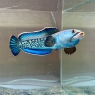 channa stewartii karbialong baby 5-6 7-8 cm - 5-6 cm