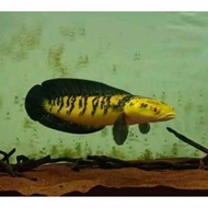ikan hias chana YS yellow sentarum 17-20 cm