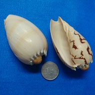 [Xin Baby] Shell DIY Philippine Coconut Vortex Snail 7~Cm Single Piece