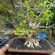 BONSAI ANTING PUTRI SIAP PAJANG