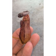 nepenthes bokerensis