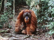 5 Days Tour of North Sumatra (Jungle Trekking & Volcano Exploration)