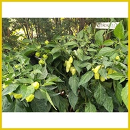 ◸ ∆ ▣ Habanero Plant Habanero Chili