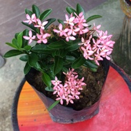 Ixora plant pink ixora (live plants)