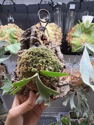 Platycerium willinckii cv. 'OMG'侏儒OMG鹿角蕨（葡萄牙進口軟木板/樹皮板植）
