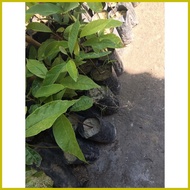 ♈ ☋ ∆ Mahogany seedling in small seedling bag