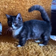 kucing munchkin betina shorthair