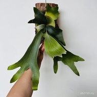 Fern Staghorn Fern Hanging Board Hanging Foliage Foliage Foliage Lazy Moss Ball Two Plant Plant Boar