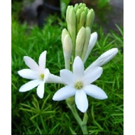 Pokok Bunga Harum Sundal Malam / Tuberose Flower