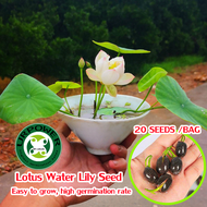 20pcs Mini Lotus Water Lily Seed for Sale Flower Seed for Planting High Germination Rate Aquatic Bow