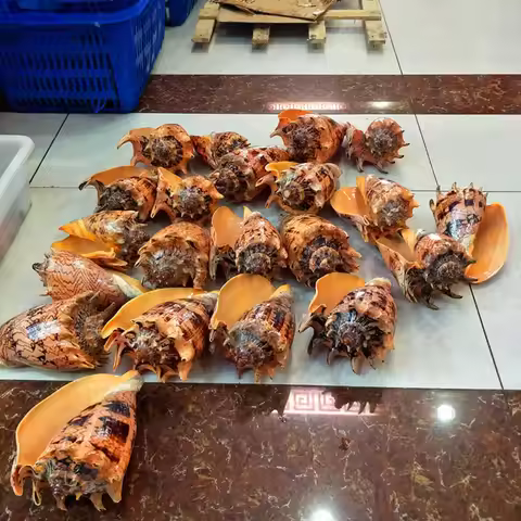 Cymbiola imperialis snail Natural big sea conch shell Home office ornaments Fish Tank Aquarium lands