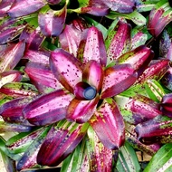 Neo Little Louis Bromeliad By Gha Garden House